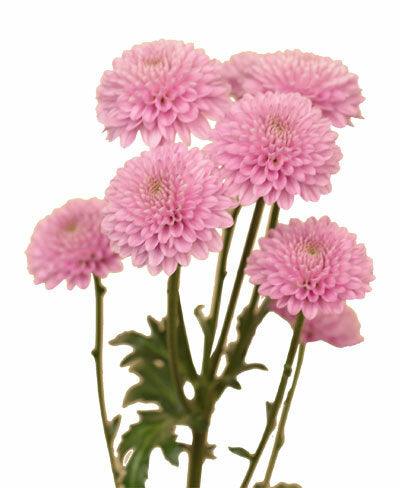 Chrysanthemum Button Lavender