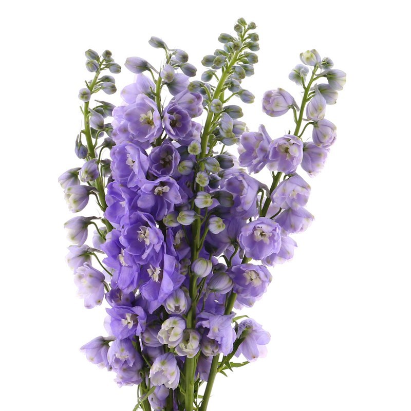 Delphinium Lavender