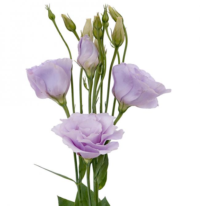 Lisianthus Lavender