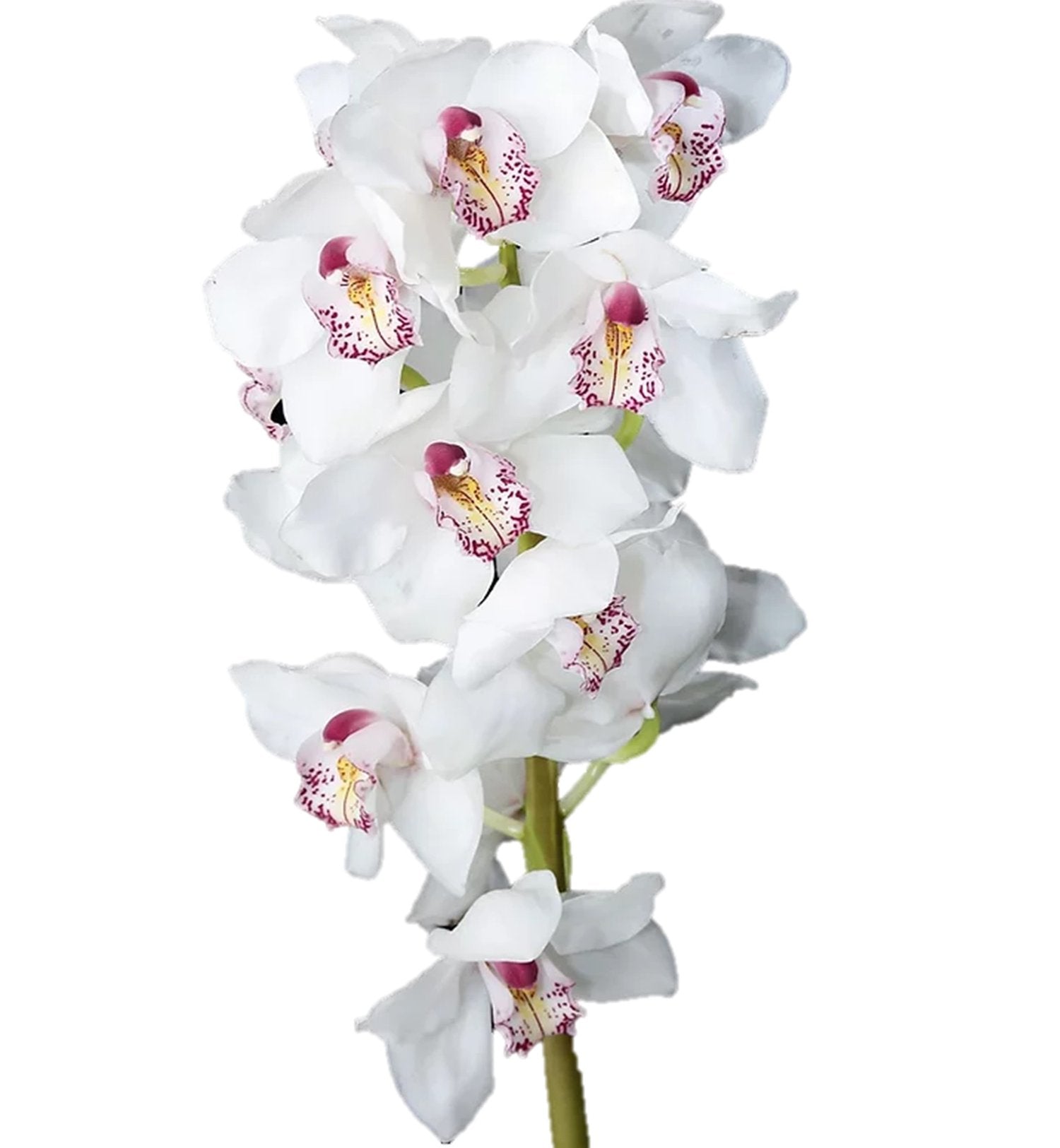 Cymbidium Orchid Large White