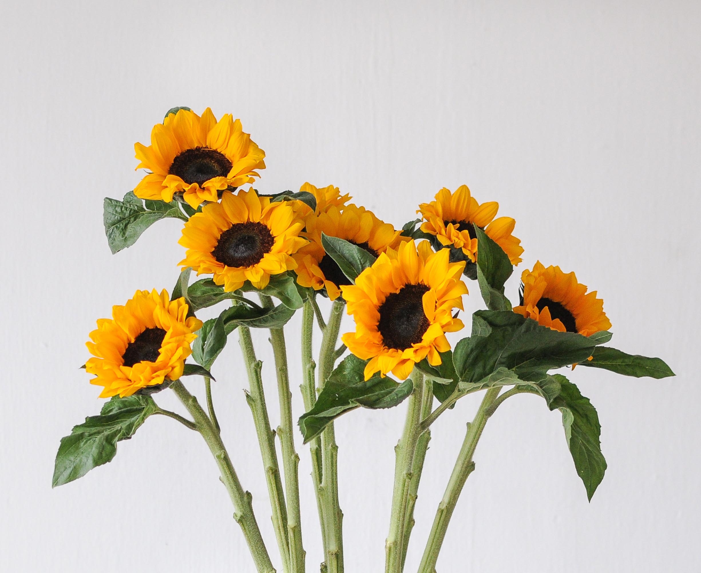 Bulk Sunflowers