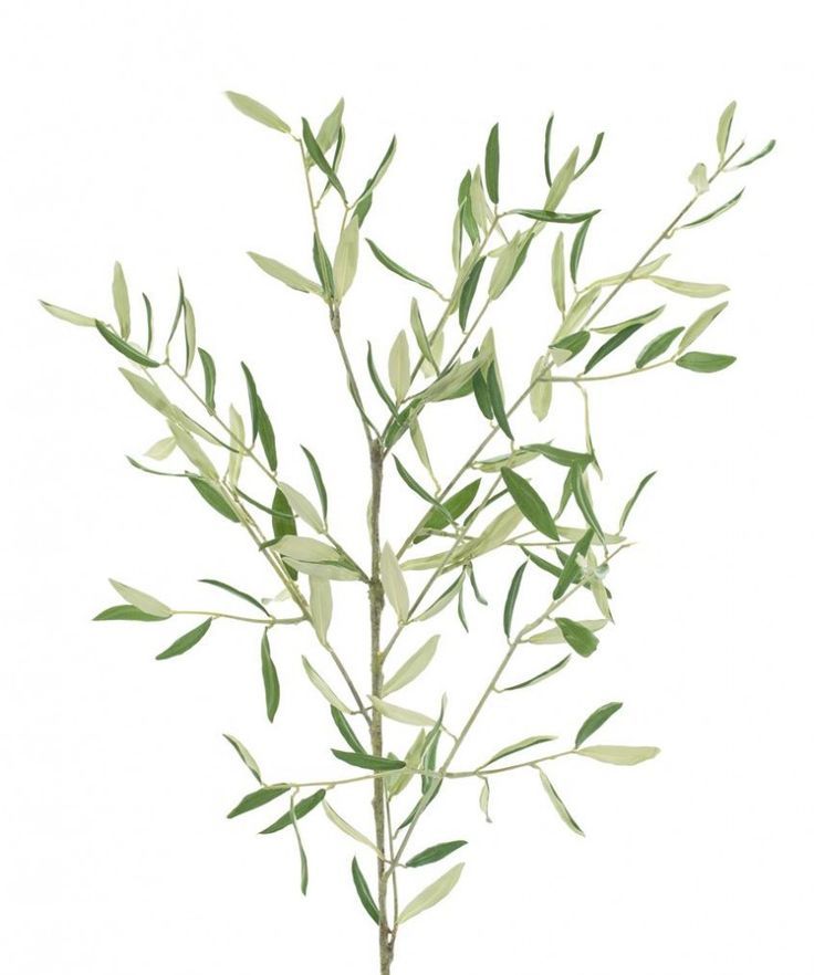 Green Leaf Olive Branch with Olives x 100cm — Artificial Floral Supplies
