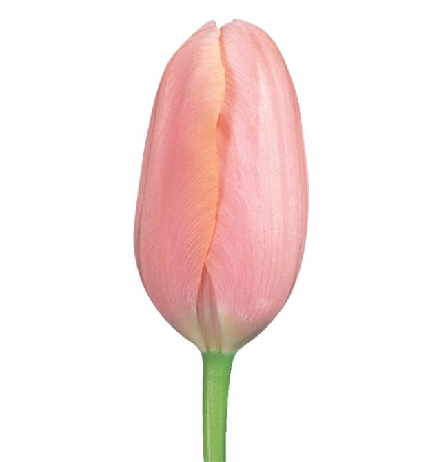 Tulips Peach