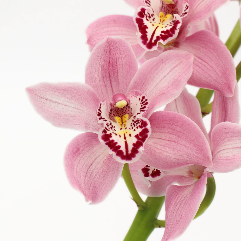 Cymbidium Orchid Mini Pink