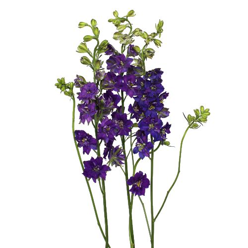 Larkspur Purple