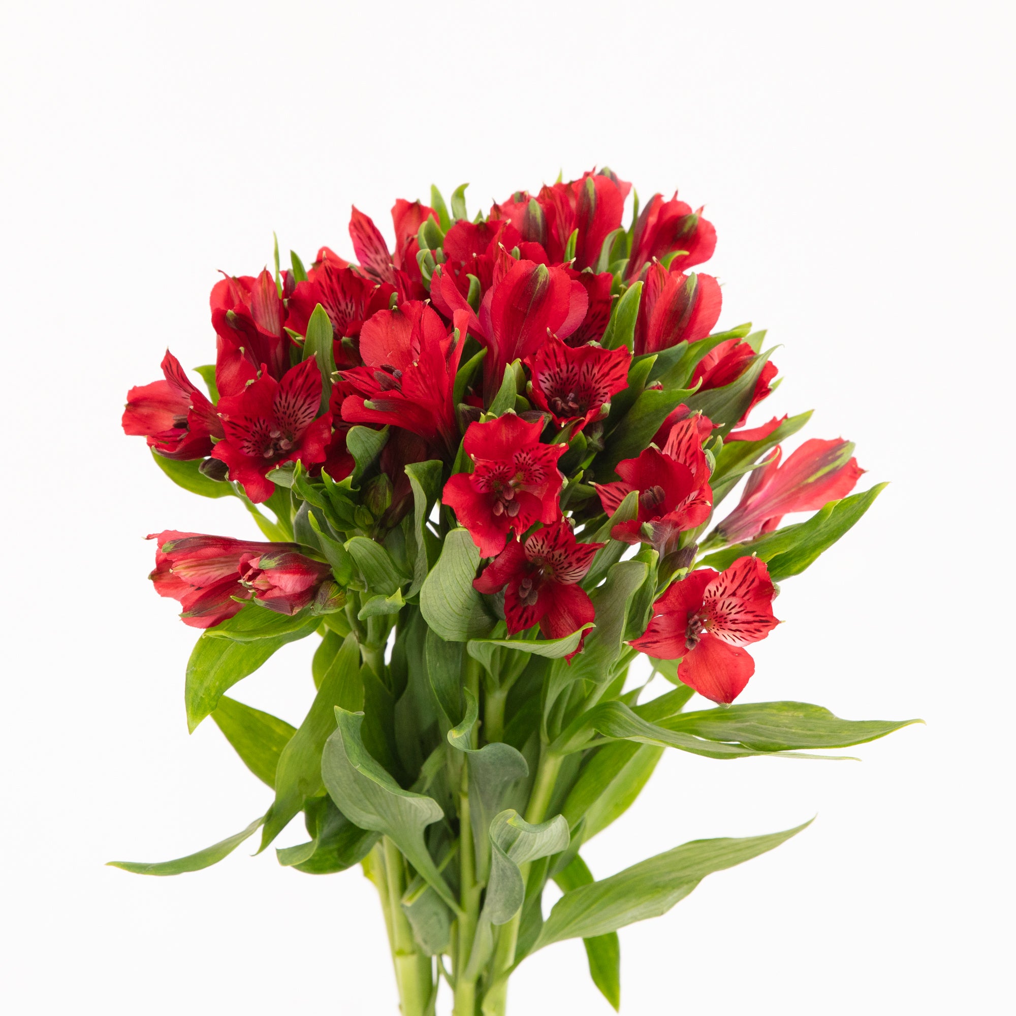 Alstroemeria Red