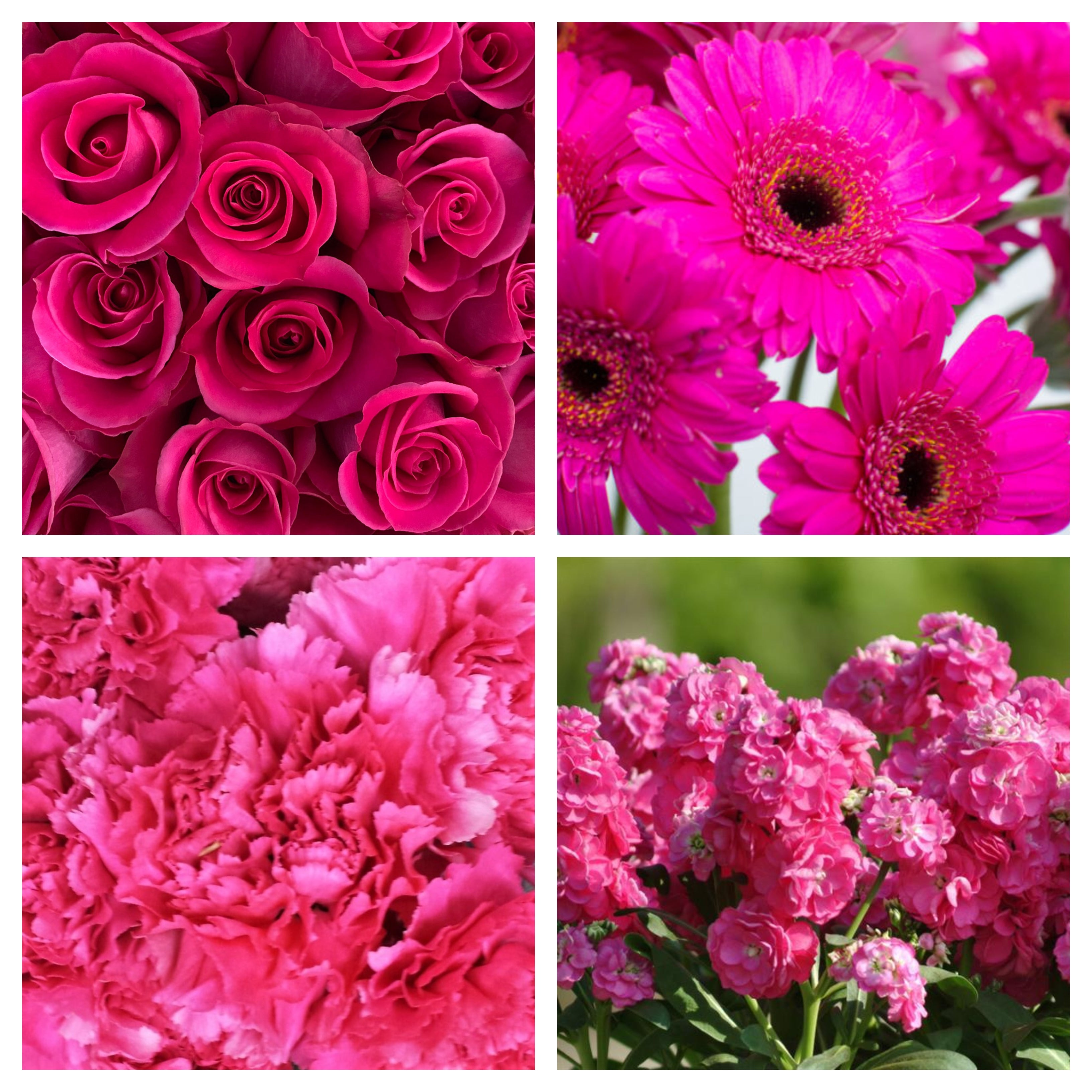 Shades of Hot Pink Bulk Bundle – Bunches Direct Canada