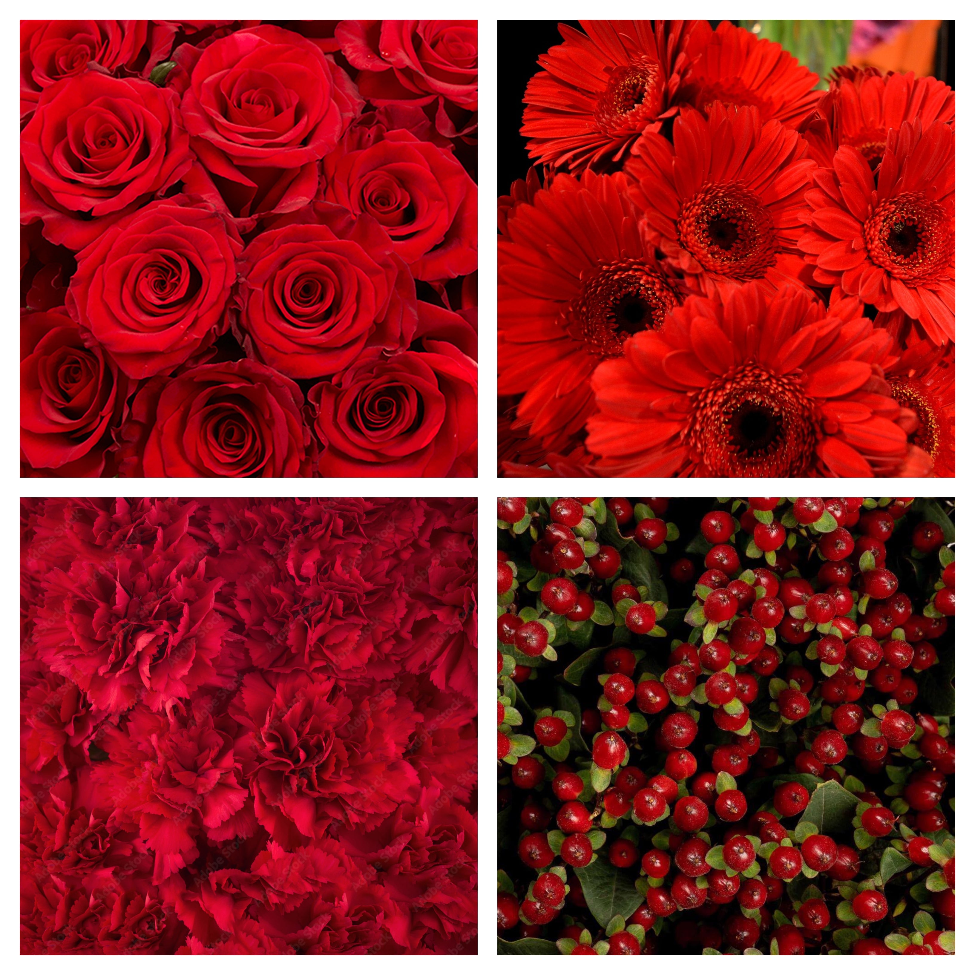 Shades of Red Bulk Bundle