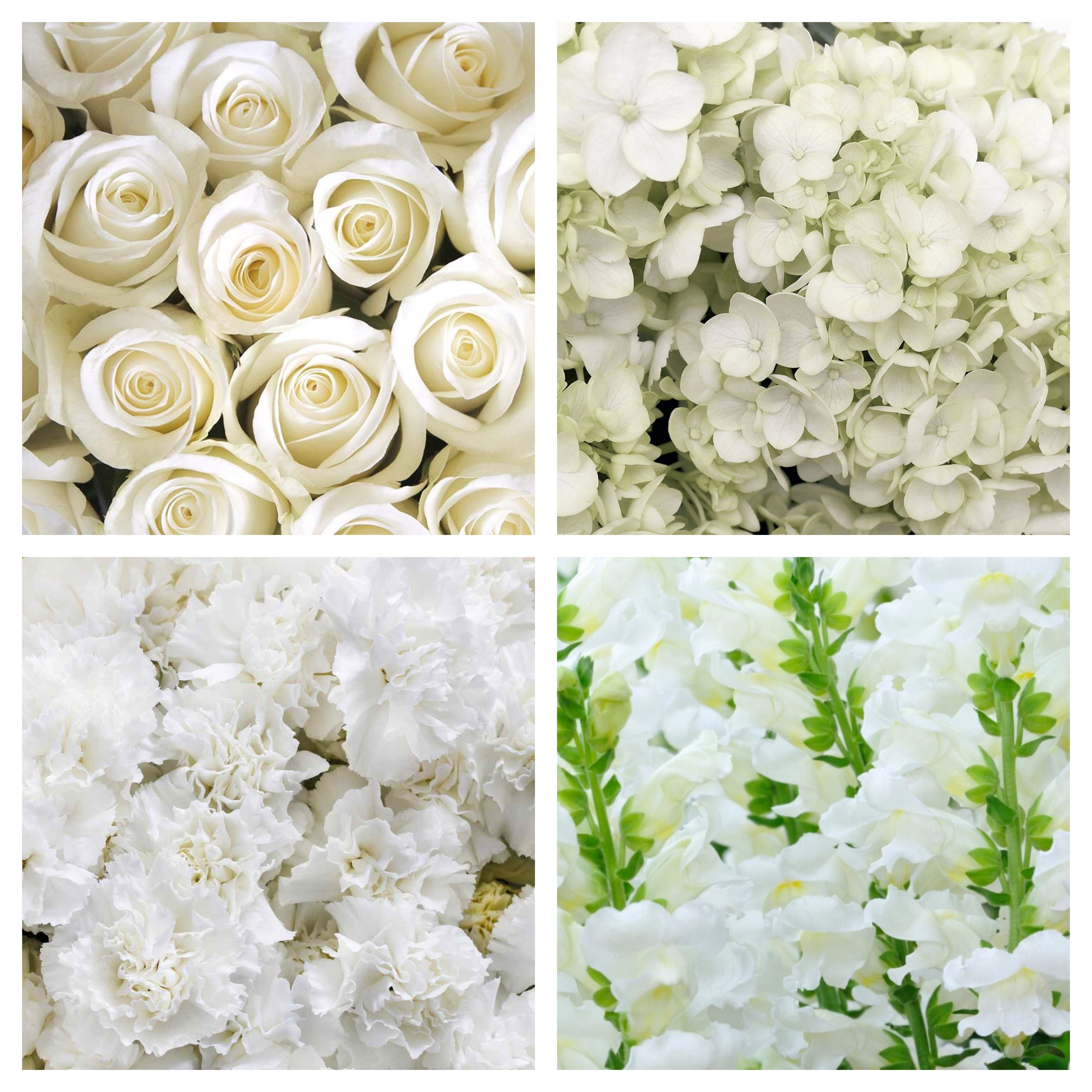 Shades of White Bulk Bundle – Bunches Direct Canada