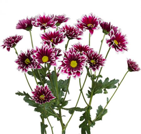 Chrysanthemum Daisy Dark Purple