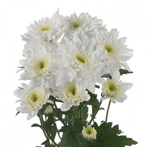 Chrysanthemum Flat Cushion White