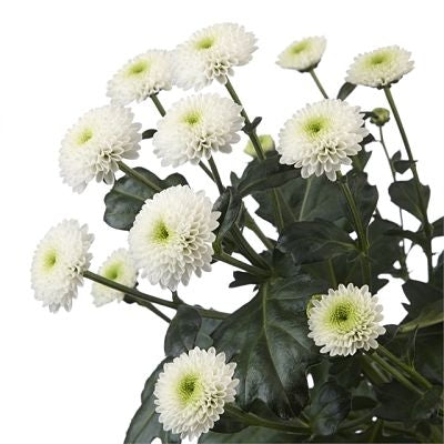 Chrysanthemum Button White