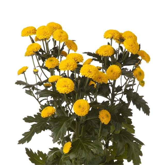 Chrysanthemum (Mum) - Flower & Plant Free Delivery