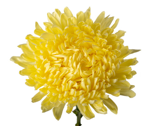 Chrysanthemum Commercial Yellow