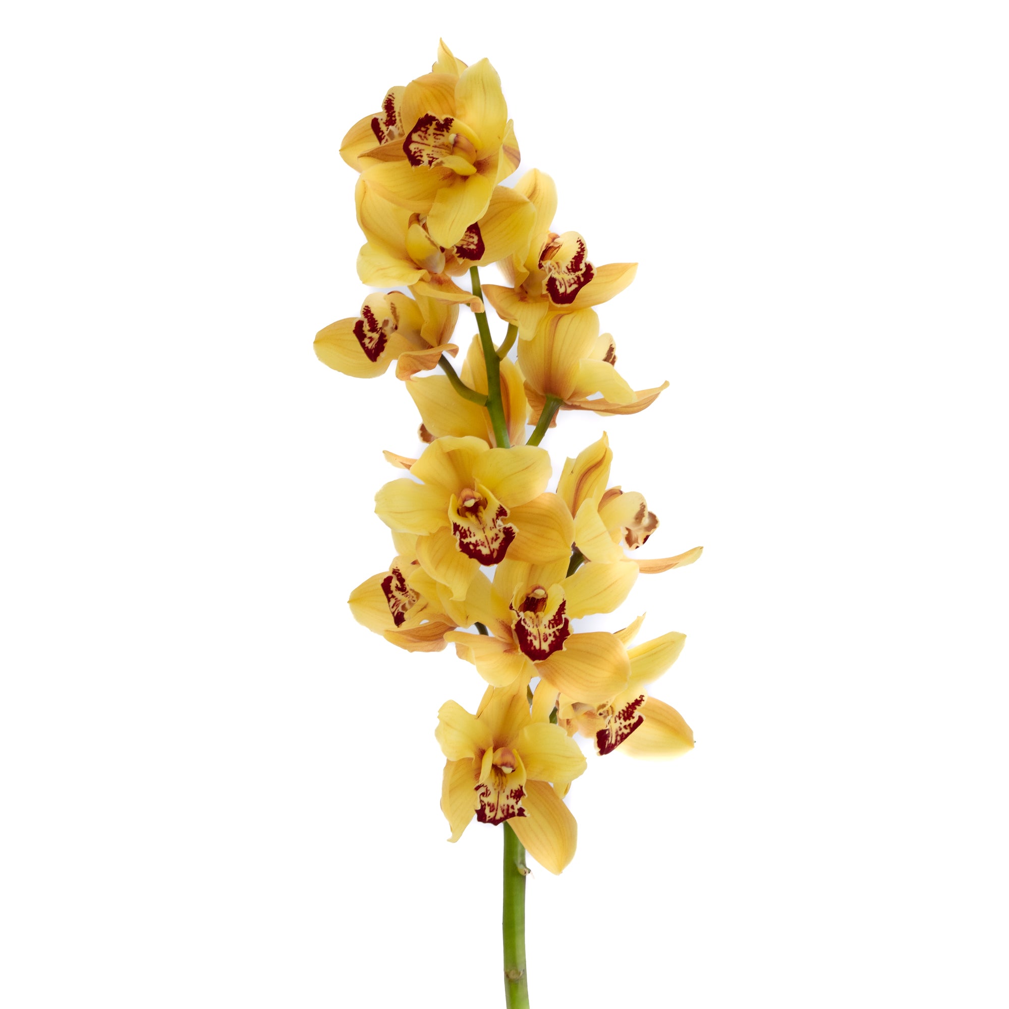 Cymbidium Orchid Large Yellow