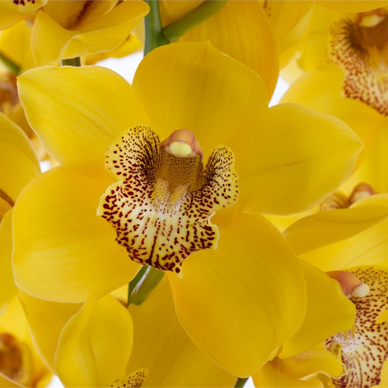 Cymbidium Orchid Mini Yellow