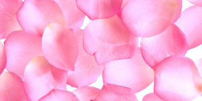 10,221 Rose Petals Stock Photos, High-Res Pictures, and Images