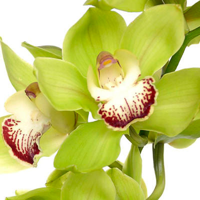 Cymbidium Orchid Mini Green