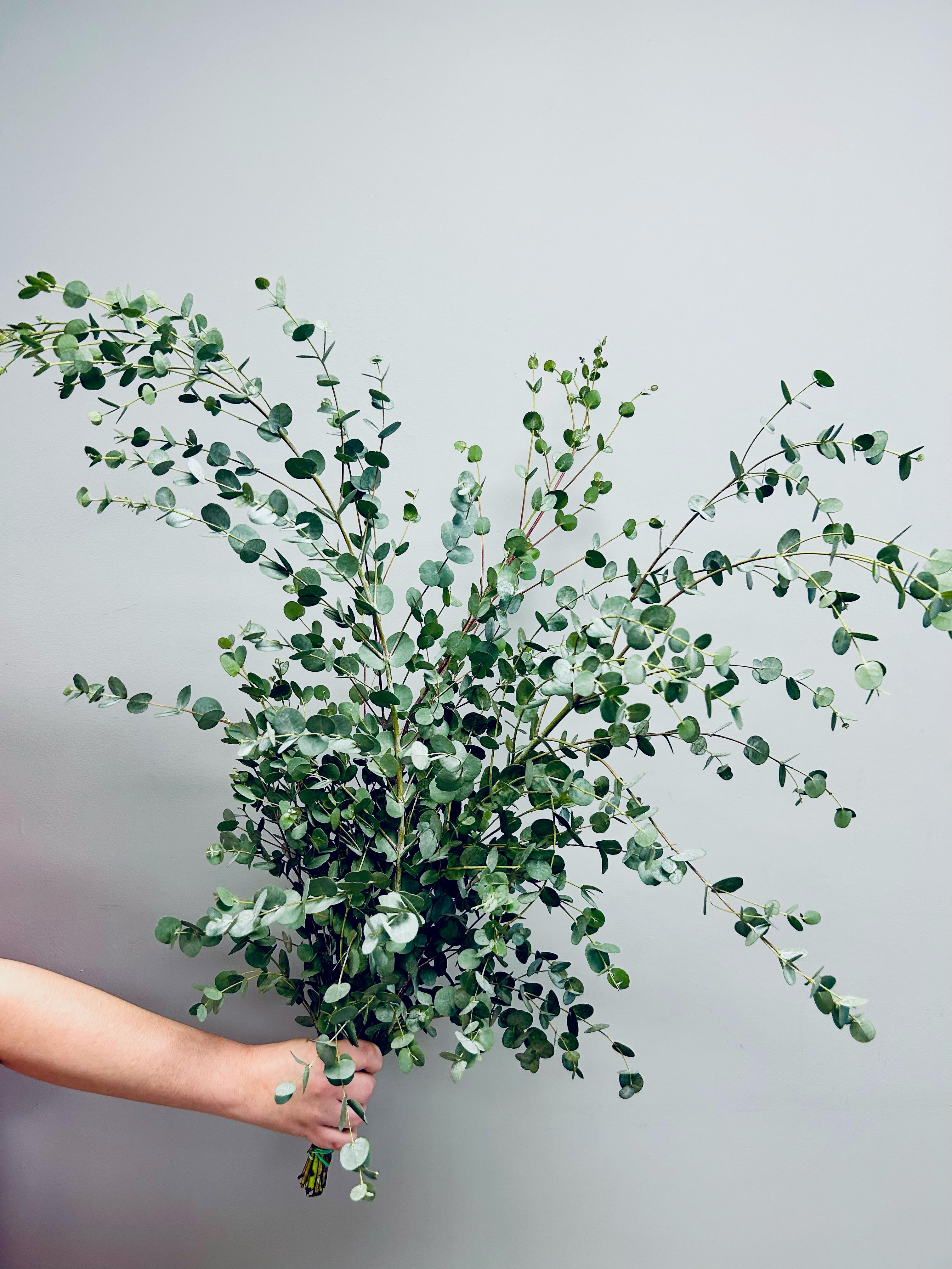 Eucalyptus Gunni