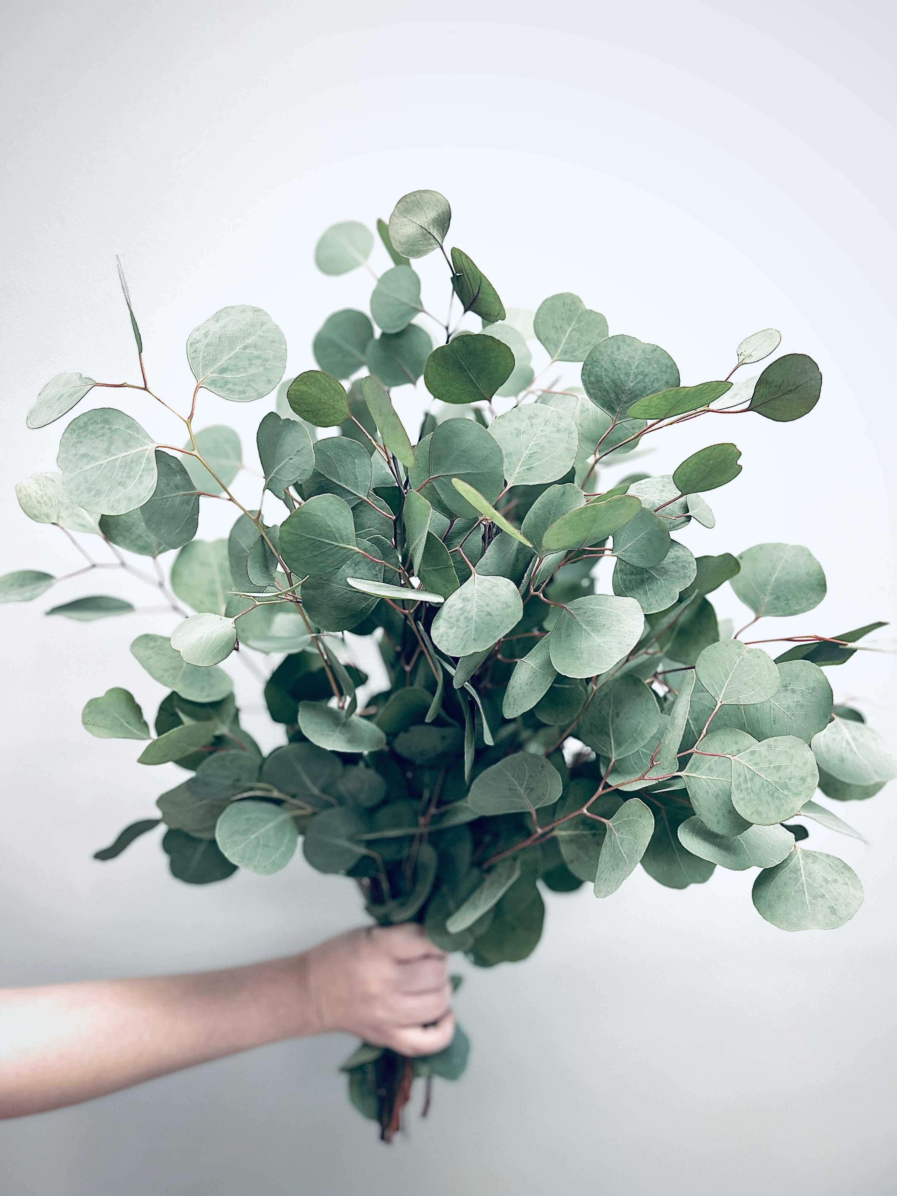 Eucalyptus silver dollar