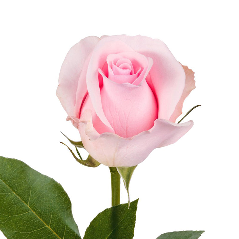 Rose Light Pink – Bunches Direct Canada