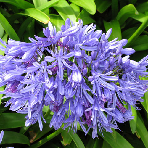 Agapanthus Blue