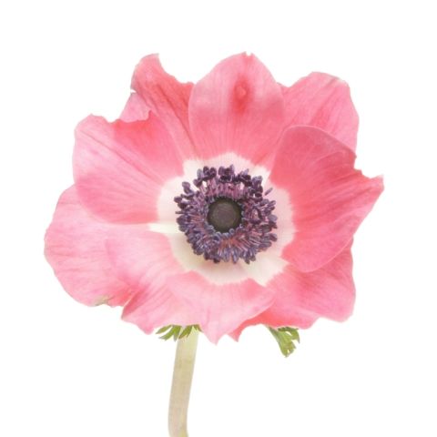 Anemone Pink