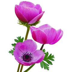 *anemone* anemone-purple_1439_medium.jpg