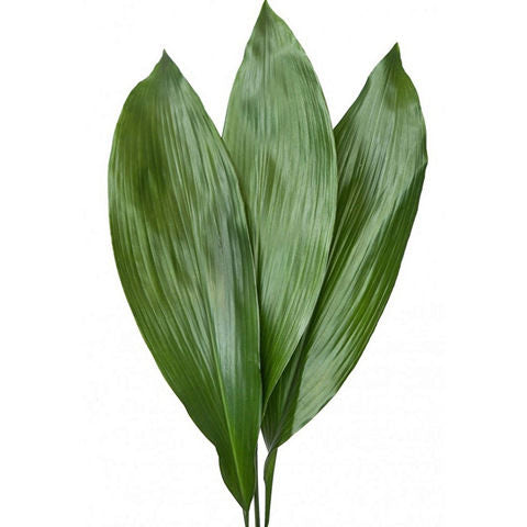 Bulk Aspidistra