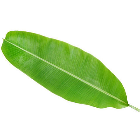 Bulk Banana Leaf