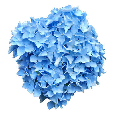 Hydrangeas Blue