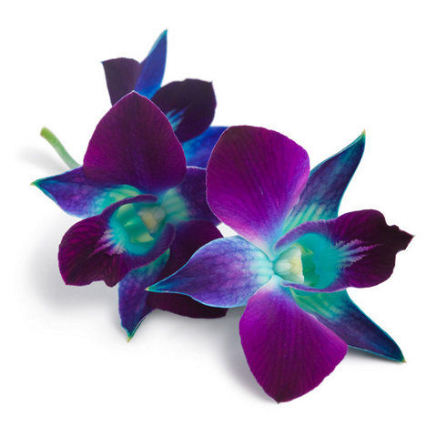 Blue Dendrobium Orchids