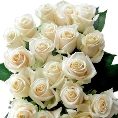 White Roses - Cream Roses - Ivory Roses - Rose Gifts - English Roses