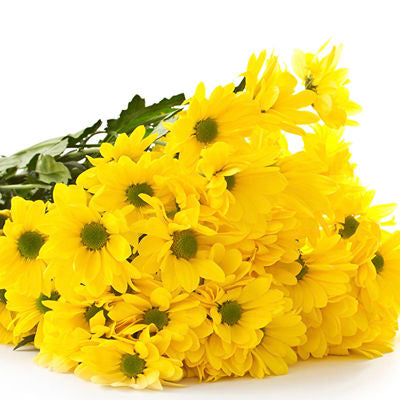 Chrysanthemum Daisy Yellow
