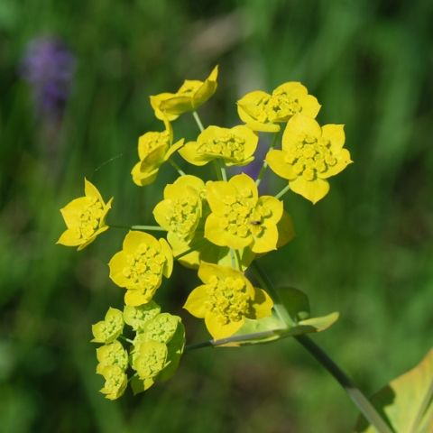 Bupleurum