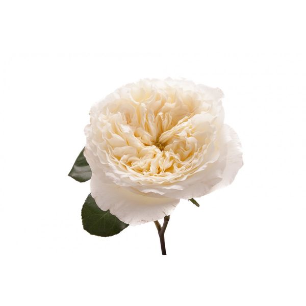 Garden Rose Ivory