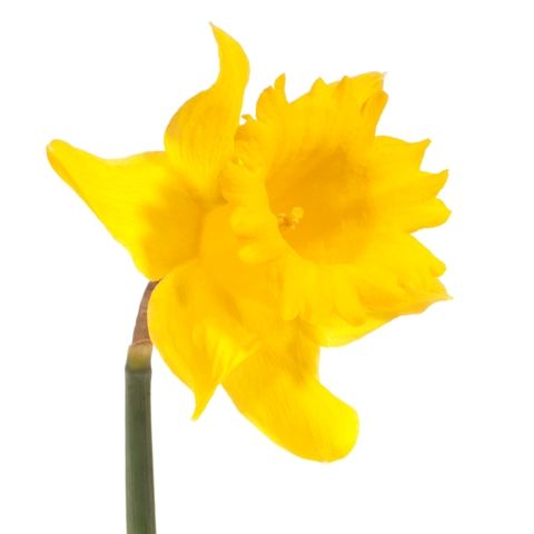 Daffodil Yellow