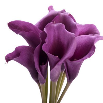 Calla lily Mini Dark Purple