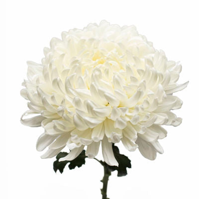 Chrysanthemum Commercial White