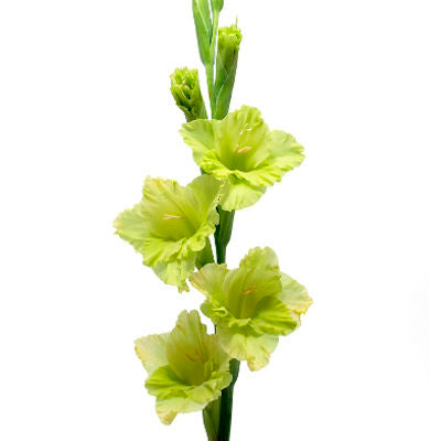 Gladiolus Green