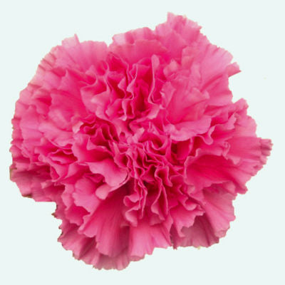 Carnations Hot Pink