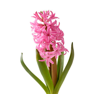Hyacints Pink