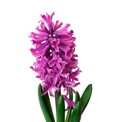 Hyacinth Purple