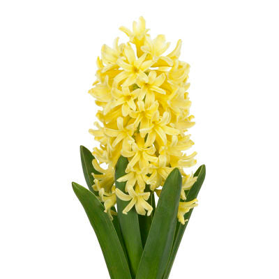 Hyacinth Yellow