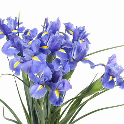 Iris Blue – Bunches Direct Canada