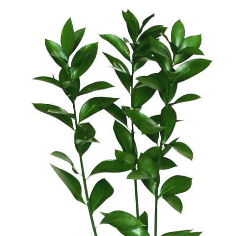 Israeli Ruscus