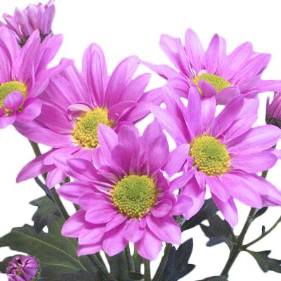 Chrysanthemum Daisy Purple