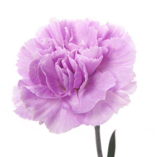 Carnations Lavender