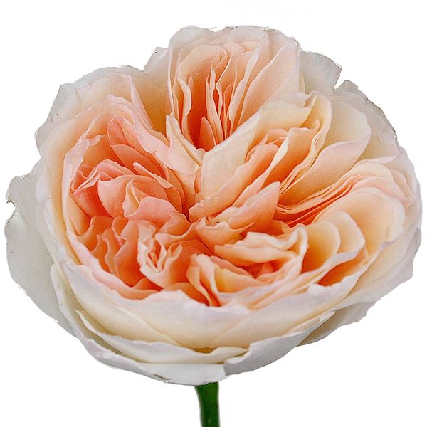 Wholesale Roses Delivered Across Canada | Bunches Direct Canada