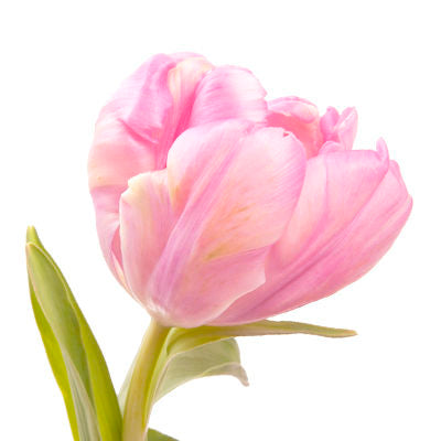 Tulips Light Pink